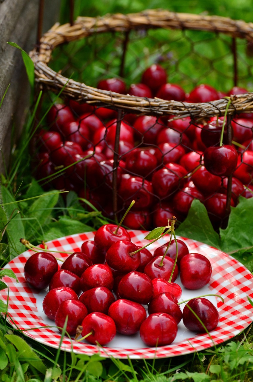 cherries, fruit, sweet cherry, cherry harvest, red, garden, nature, summer, basket, plate